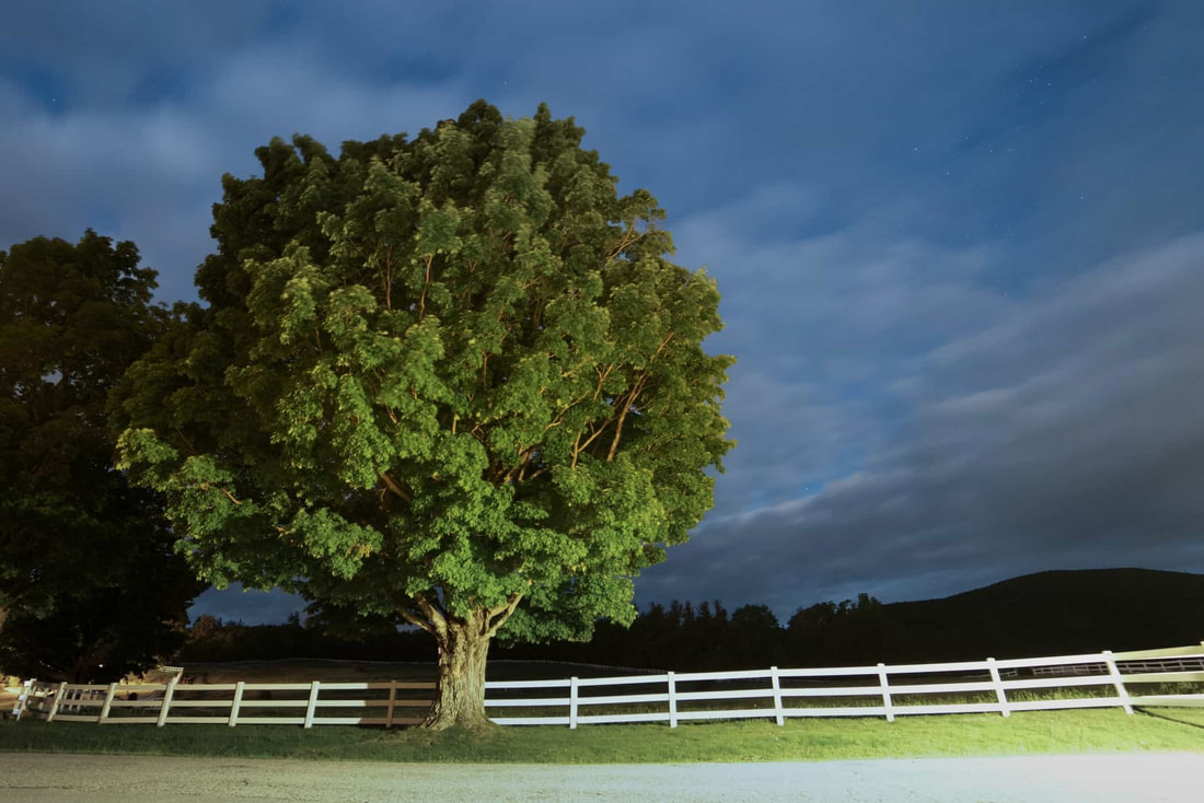 A large oak tree by a white fence